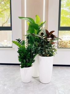 “探秘宁波奉化绿植租摆公司，解锁绿植租赁新方式验